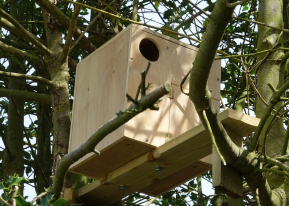 Owl Box